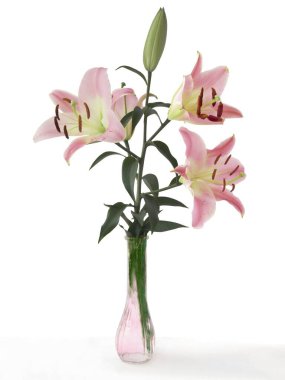 Güzel pembe zambaklar ve tomurcuklar yazın çiçek açıyor.