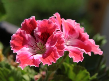 Sardunya saksı bitkisinin güzel pembe, kırmızı ya da mor çiçekleri.