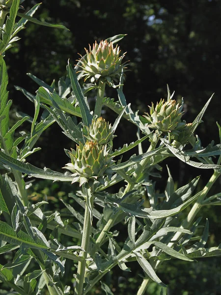 Cynara Scolymus Artichoke Plant Garden — Foto de Stock