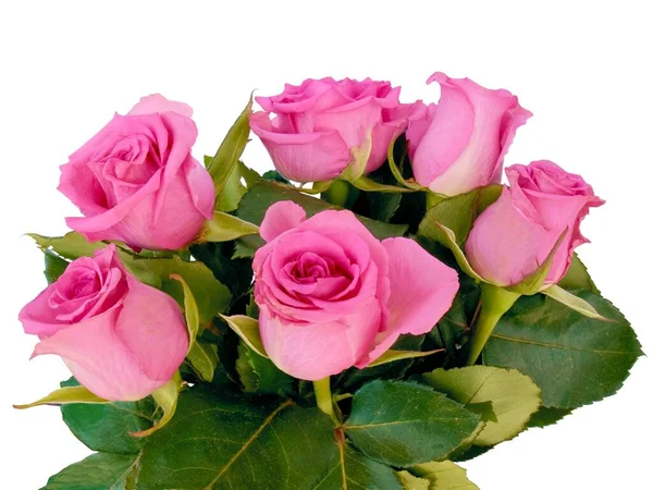 Pretty Pink Roses Isolated White Background — 图库照片