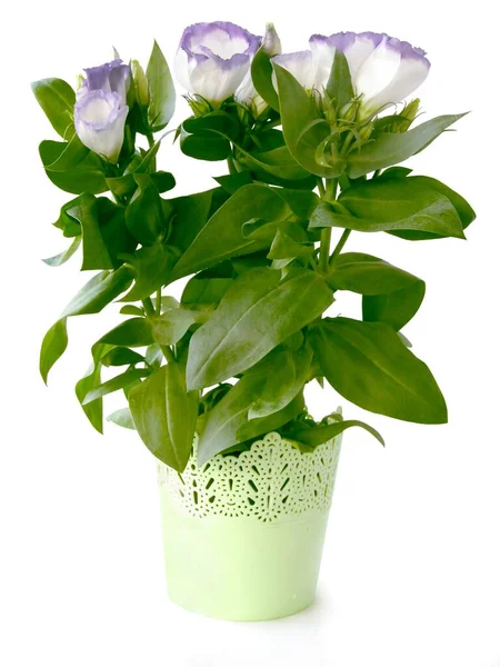 Eustoma Grandiflorum Lila Flowers Potted Plant — 图库照片