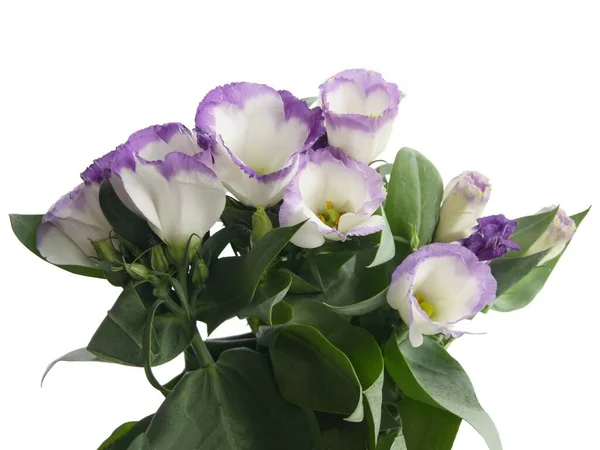 Красивые Лилы Белые Цветы Eustoma Grandiflorum Горшок Растение Вблизи — стоковое фото