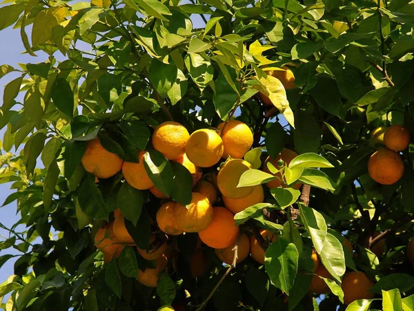 Vista Arancio Con Frutti Maturi Nel Frutteto — Foto Stock