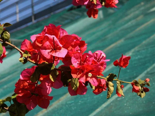 Pretty Red Flowers Bougainvillea Glabra Tropical Climbing Plant Close — Stok fotoğraf