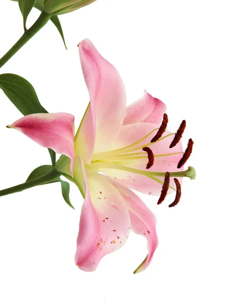 Pretty Pink Lilies Buds Blooming Summer Close — Φωτογραφία Αρχείου