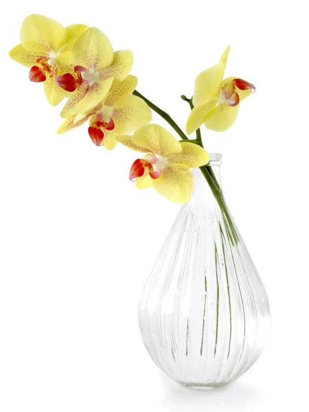 Gele Rode Bloemen Van Orchidee Phalaenopsis Van Dichtbij Geïsoleerd — Stockfoto