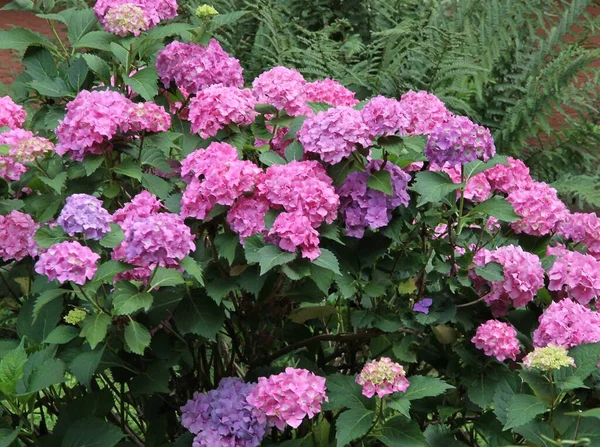 Pink Lily Flowers Hydrangea Bush Blooming Summer — Photo