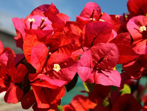 Pretty Red Flowers Bougainvillea Glabra Tropical Climbing Plant Close — Zdjęcie stockowe