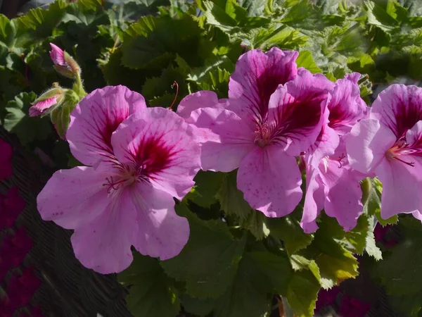 Pretty Pink Red Purple Flowers Geranium Potted Plant Close — 图库照片