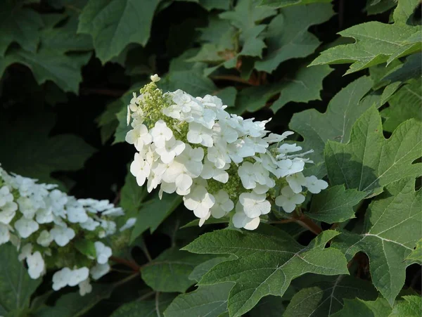 White Flowers Hydrangea Bush Garden —  Fotos de Stock