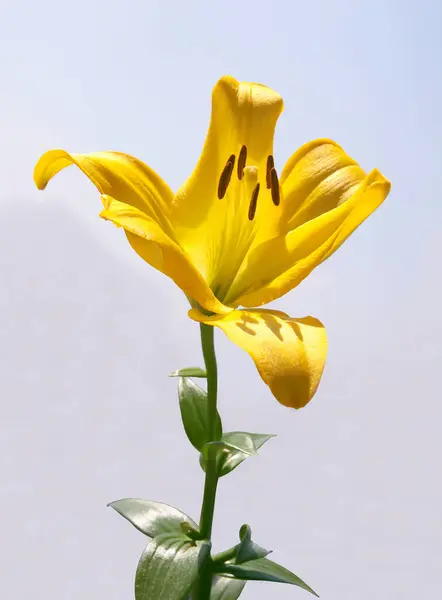 Yellow Pretty Lilies Brown Pollen Close Isolated — Stockfoto