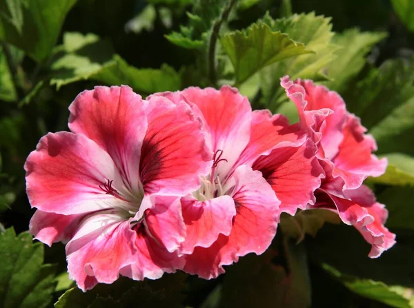 Красиво Рожеві Червоні Або Фіолетові Квіти Рослини Герані Крупним Планом — стокове фото