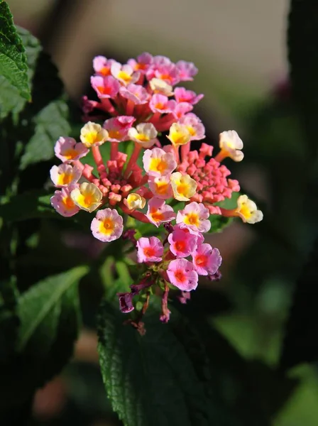 Růžové Červené Malé Květy Rostliny Lantana Camara Zahradě — Stock fotografie