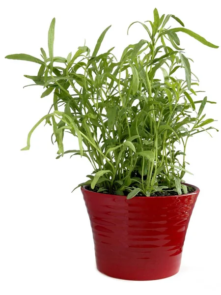 Dragoncello Artemisia Dracunculus Erba Come Pianta Vaso Nella Mia Cucina — Foto Stock