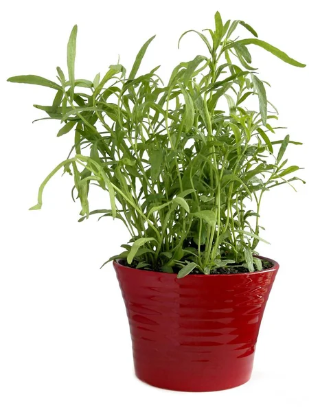 Tarragon Artemisia Dracunculus Herb Potted Plant Kitchen — Stok fotoğraf