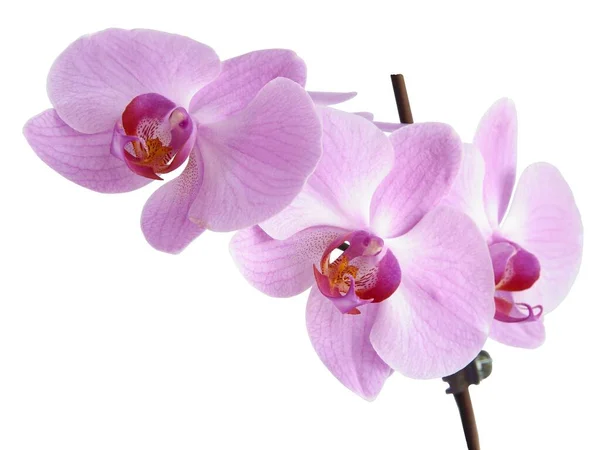 Lila Vörös Szirmok Szép Orchidea Phalaenopsis Közeli — Stock Fotó