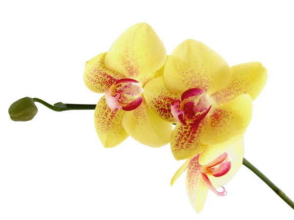 Yellow Red Flowers Orchid Phalaenopsis Isolated Close — 스톡 사진