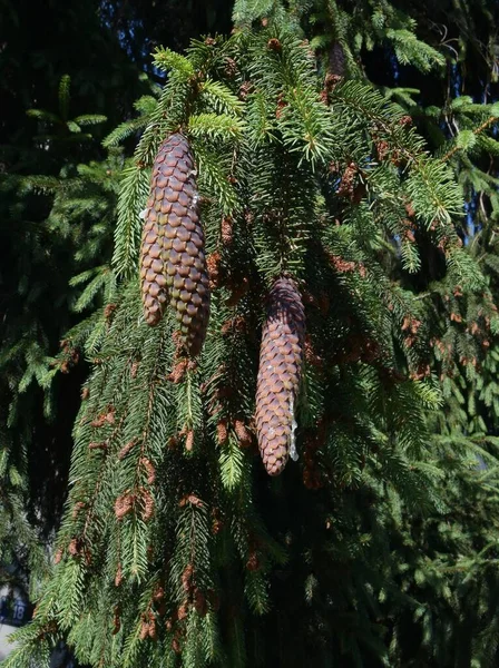 Spruce Coniferous Tree Growing Fresh Cones Early Summertime — Stok fotoğraf