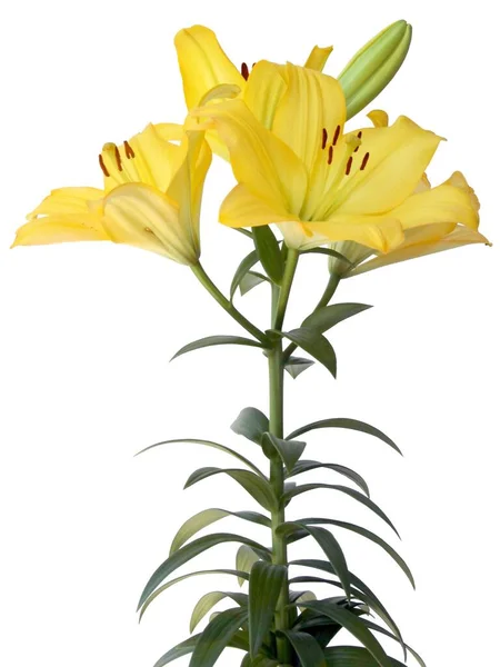 Yellow Pretty Lilies Brown Pollen Close Isolated — Fotografia de Stock