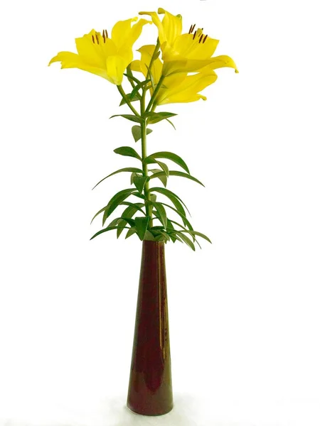 Yellow Pretty Lilies Brown Pollen Close Isolated — Stockfoto