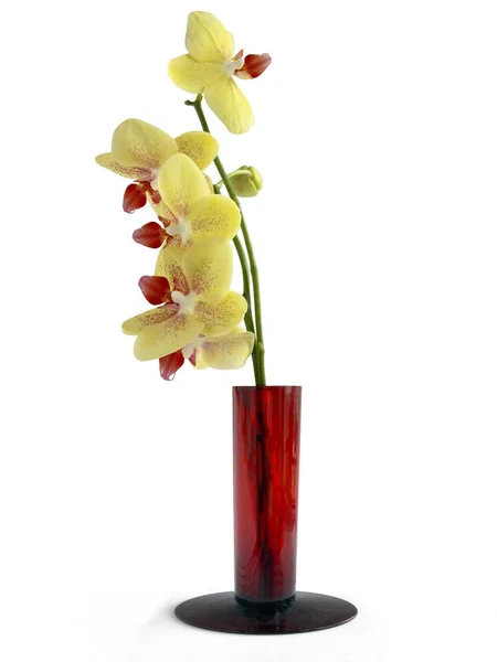 Yellow Red Flowers Orchid Phalaenopsis Isolated Close — Fotografia de Stock
