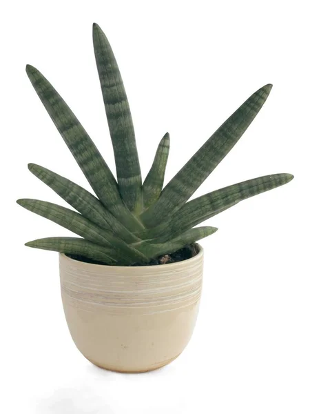 Pretty Houseplant Sansevieria Cylindrica Isolated Close — Photo