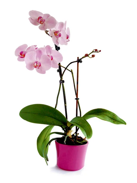 Purple Red Petals Pretty Orchid Phalaenopsis Close — 图库照片