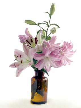 pretty pink lilies with brown pollen isolated close up