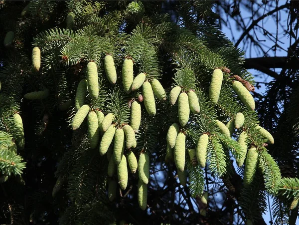 Spruce Coniferous Tree Growing Cones — Stock Photo, Image