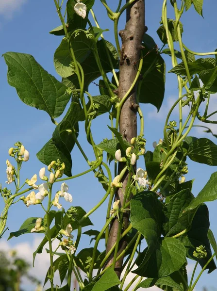 Rosnąca Roślina Wspinaczki Fasoli Białymi Kwiatami Słupem Fasoli — Zdjęcie stockowe