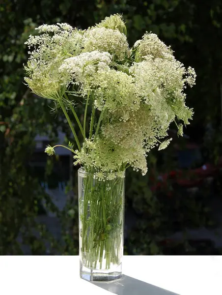 Corymb Met Kleine Bloemen Van Daucus Carota Wilde Plant Weide — Stockfoto