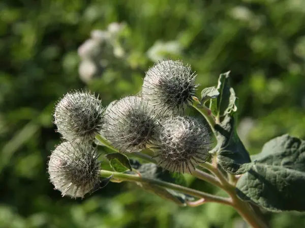 Arctium Tomentosum Arctium Lappa Florescendo Com Flores Roxas Perto — Fotografia de Stock