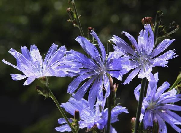 Pretty Blue Flower Chicory Cichorium Intybus Wild Plant Close — ストック写真