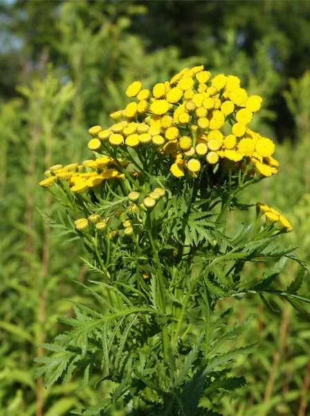 Tanaceum Vulgare Βότανο Στο Λιβάδι — Φωτογραφία Αρχείου