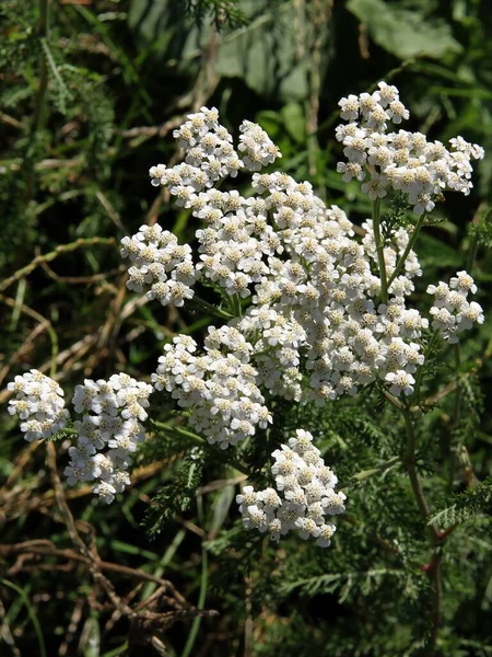 White Flowers Yarrow Herb Achillea Millefolium Close — ストック写真