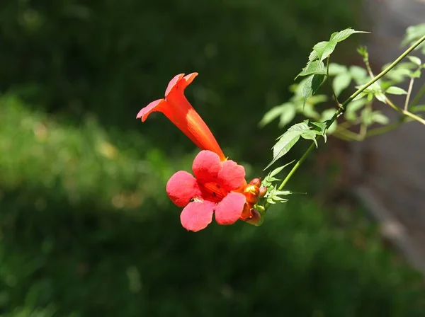 Ładne Czerwone Kwiaty Wspinaczka Roślin Milin Zbliżenie — Zdjęcie stockowe