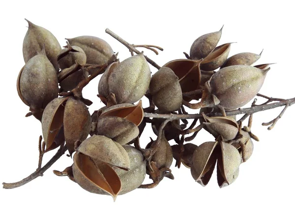 Seeds Dry Fruits Paulovnia Tomentosa Tree Tree Close —  Fotos de Stock