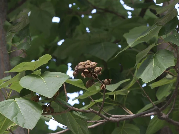 Seeds Dry Fruits Paulovnia Tomentosa Tree Park — Stok fotoğraf