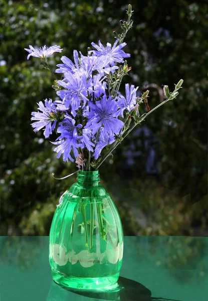 Pretty Blue Flower Chicory Cichorium Intybus Wild Plant Close — Stockfoto