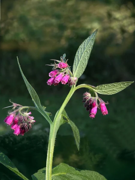 Pink Flowers Comfrey Herb Close — Stock Photo, Image