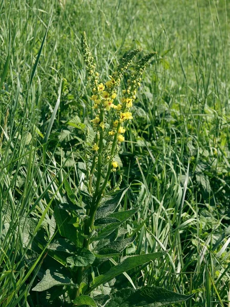 Agrimonia Eupatoria Kostelní Věže Žlutými Květy Louce — Stock fotografie