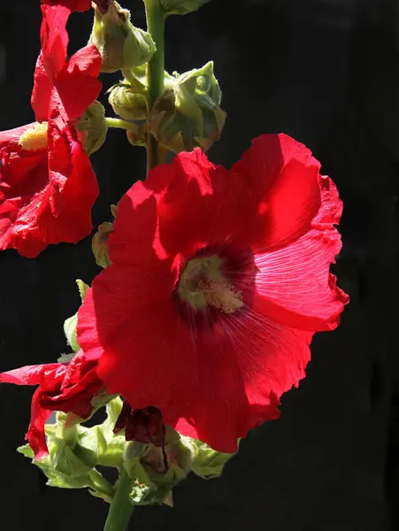 Pretty Red Flowers Mallow Plant Garden Close — Fotografia de Stock