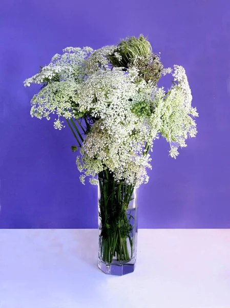 Daucus Carota Wilde Wortelplant Met Corymb Van Witte Bloemen Zaden — Stockfoto