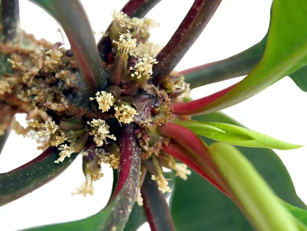 Saftig Euphorbia Leukoneura Med Små Vita Blommor Makro — Stockfoto