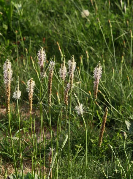 Blossoming Plantago Lanceolata Herb Meadow Close — Foto Stock