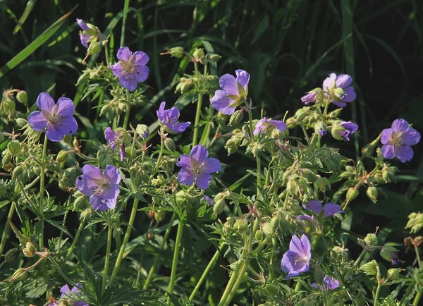 夏季草甸上的石榴蓝花 — 图库照片