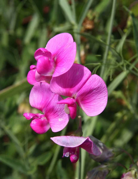 Фиолетовый Розовый Цветы Сладкого Гороха Альпинистского Растения Саду — стоковое фото