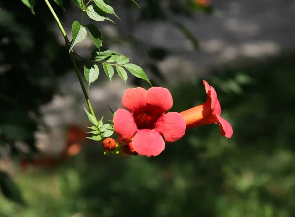 Pretty Red Flowers Milin Climbing Plant Close — Zdjęcie stockowe