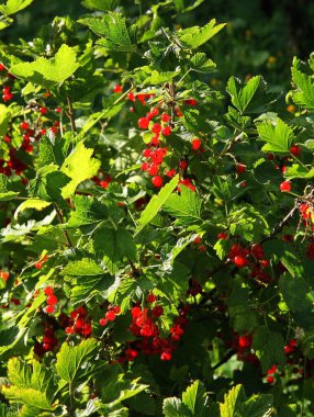 red currant bush with clusters of ripe berries in the garden