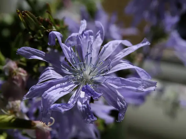 Pretty Blue Flower Chicory Cichorium Intybus Wild Plant Close — Stock Photo, Image